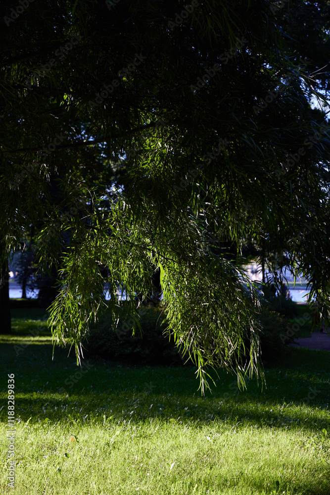 Obraz premium A breathtaking and serene green landscape is beautifully displayed beneath a majestic willow tree