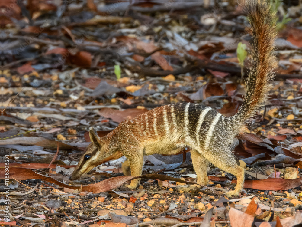 Numbat (Myrmecobius fasciatus) in Australia