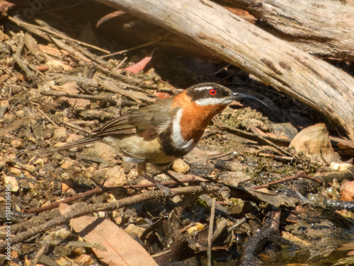 Western Spinebill	(Acanthorhynchus superciliosus) in Australia photo