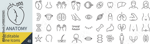 線の編集ができる解剖学に関するアイコンセット（アウトライン化していない）