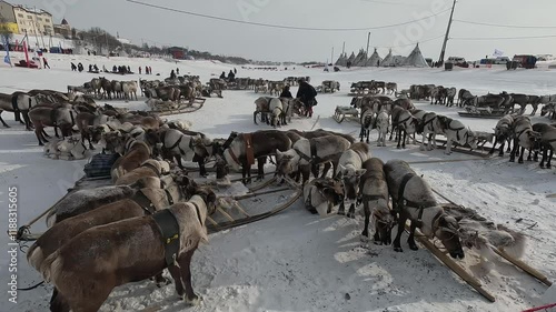 Salekhard, 23,03,24, northern city, Reindeer herder's Day, frost, city beyond the Arctic circle, reindeer in harness, competitions, Khanty, Mansi, small nations, traditions, animals, kayak, sleigh photo