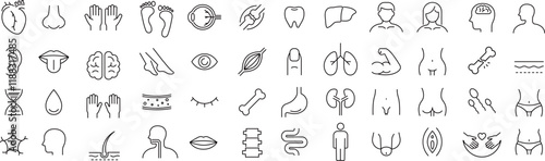 ベクターでモノクロの解剖学に関する線画アイコンセット