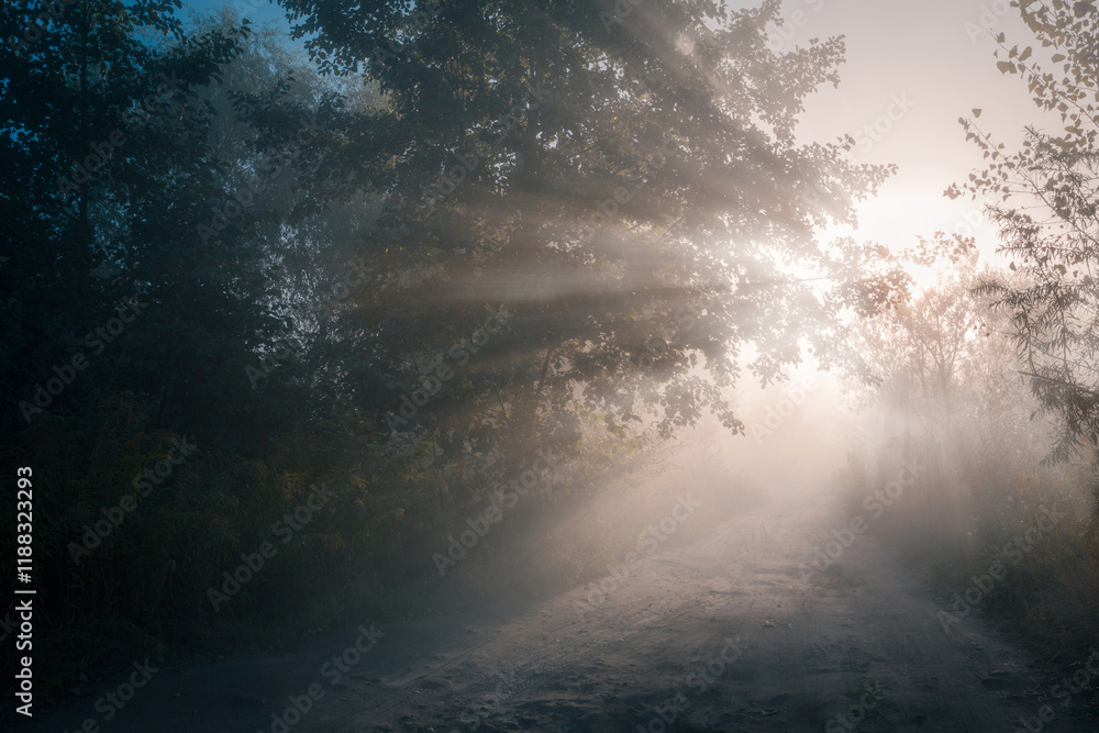 Glorious morning scene on a forest road in the morning sunshine. Autumn foggy sunrise. Sunlight rays through the tree branches and morning fog. Glorious morning scene on a forest road in the morning sunshine. Autumn foggy sunrise. Sunlight rays through the tree branches and morning fog.