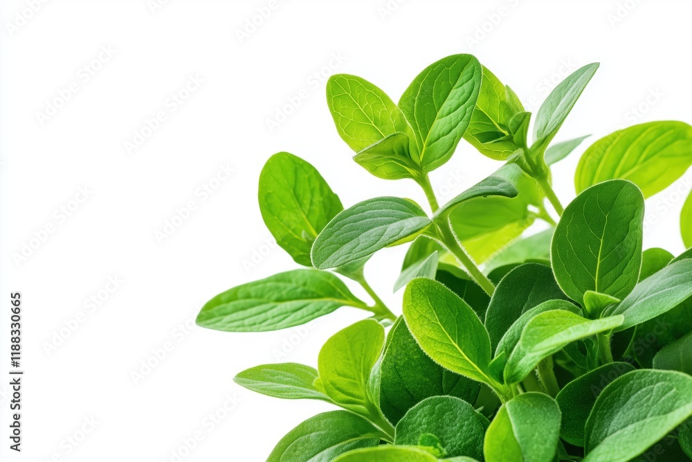 Fresh green herb leaves botanical garden close-up photography natural light top view culinary inspiration Fresh green herb leaves botanical garden close-up photography natural light top view culinary inspiration