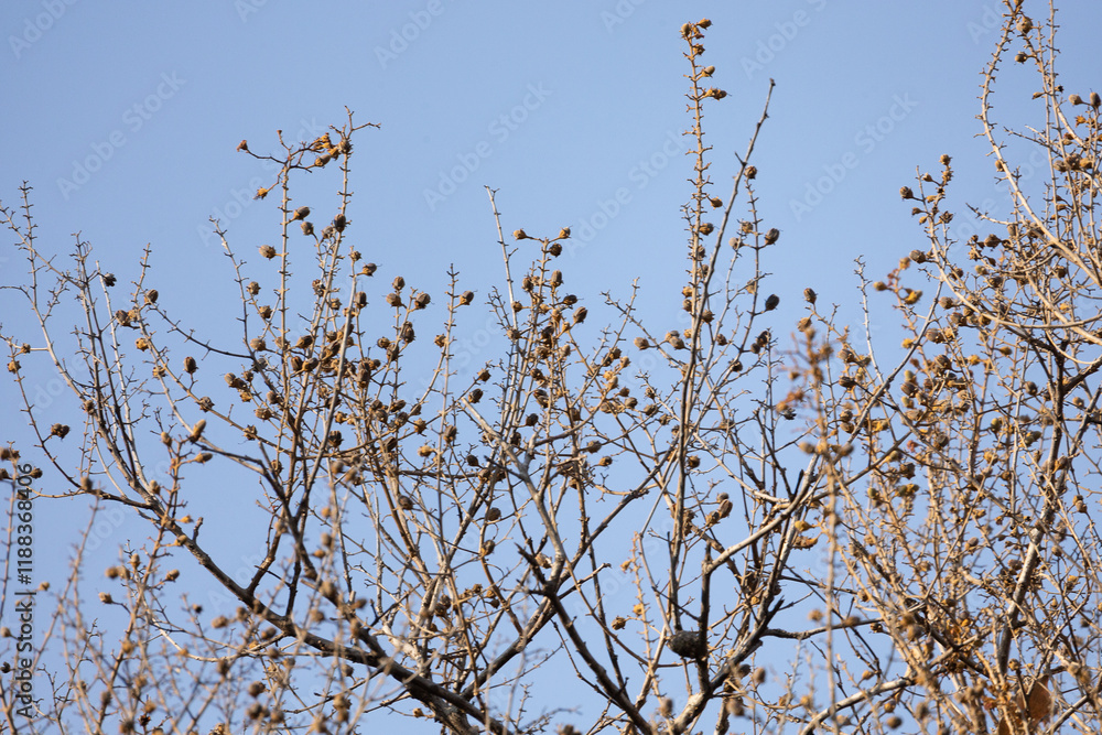 In the dry season, the leaves fall, leaving only dry branches and lace, creating a beautiful dry picture. In the dry season, the leaves fall, leaving only dry branches and lace, creating a beautiful dry picture.