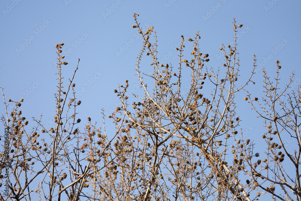 In the dry season, the leaves fall, leaving only dry branches and lace, creating a beautiful dry picture. In the dry season, the leaves fall, leaving only dry branches and lace, creating a beautiful dry picture.