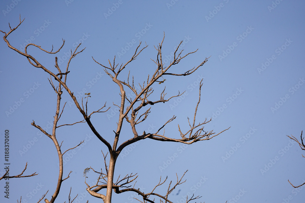 In the dry season, the leaves fall, leaving only dry branches and lace, creating a beautiful dry picture. In the dry season, the leaves fall, leaving only dry branches and lace, creating a beautiful dry picture.