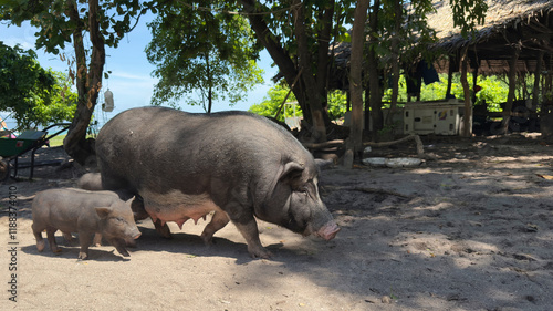 A large black pig and a smaller piglet walking on a sandy ground under the shade of trees, near a rustic hut in a tropical setting.
