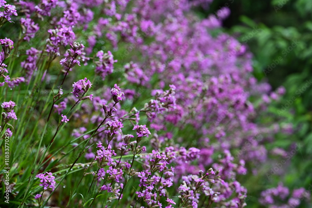 Gewöhnliche Pechnelke. Pink blühende Wildblume mit Wassertropfen Gewöhnliche Pechnelke. Pink blühende Wildblume mit Wassertropfen