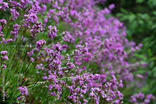 Gewöhnliche Pechnelke. Pink blühende Wildblume mit Wassertropfen photo