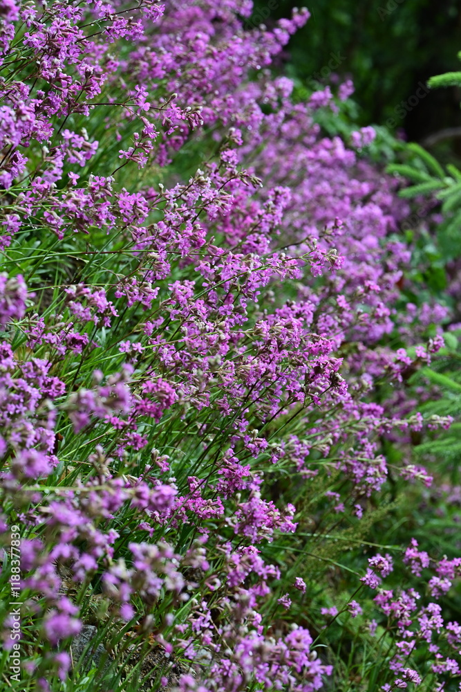 Gewöhnliche Pechnelke. Pink blühende Wildblume mit Wassertropfen Gewöhnliche Pechnelke. Pink blühende Wildblume mit Wassertropfen