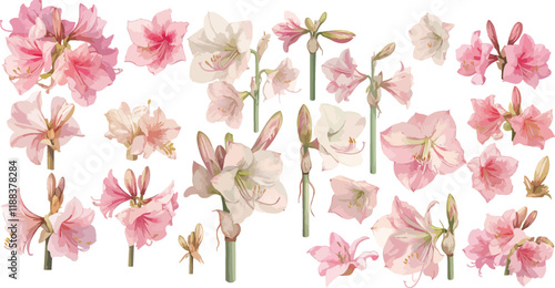amarillis watercolor clipart