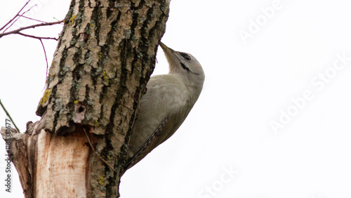 woodpecker on tree