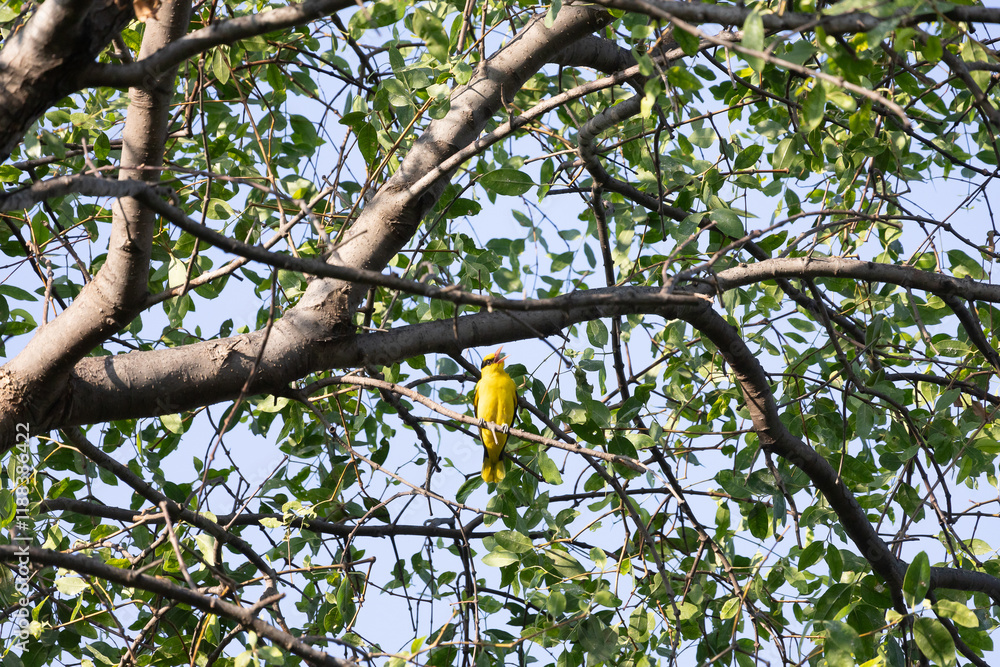 A canary with a set of yellow and black feathers. Males have a golden yellow overall body. black wings and tail Has a black eye stripe The edges of the wings and tail have yellow markings. dark pink l A canary with a set of yellow and black feathers. Males have a golden yellow overall body. black wings and tail Has a black eye stripe The edges of the wings and tail have yellow markings. dark pink l