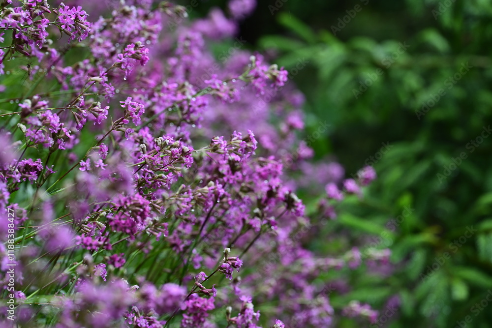 Gewöhnliche Pechnelke. Pink blühende Wildblume mit Wassertropfen