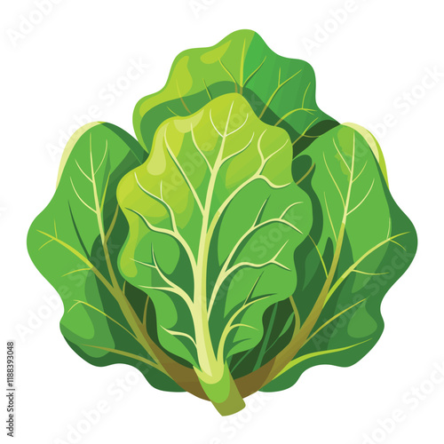 cabbage isolated on white background