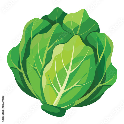cabbage isolated on white background