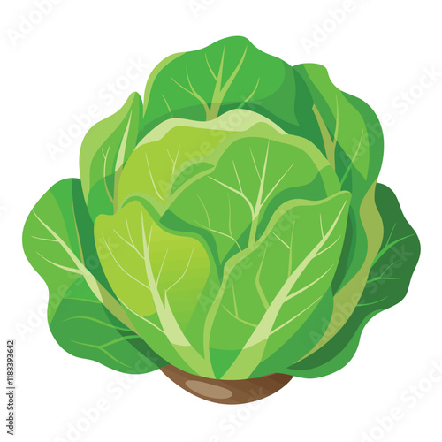 cabbage isolated on white background