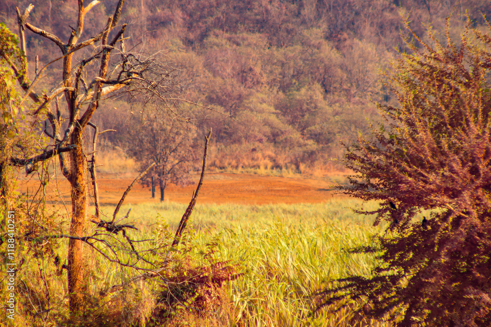 Infrared photography, a landscape with a mix of trees, including a dry or dead tree with twisted branches in the foreground Infrared photography, a landscape with a mix of trees, including a dry or dead tree with twisted branches in the foreground