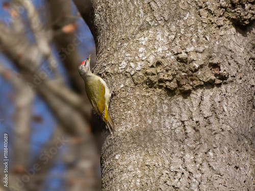 Grünspecht (Picus viridis) an einem Baum photo