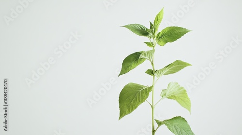 Young plant sprout growing, light background, nature. photo