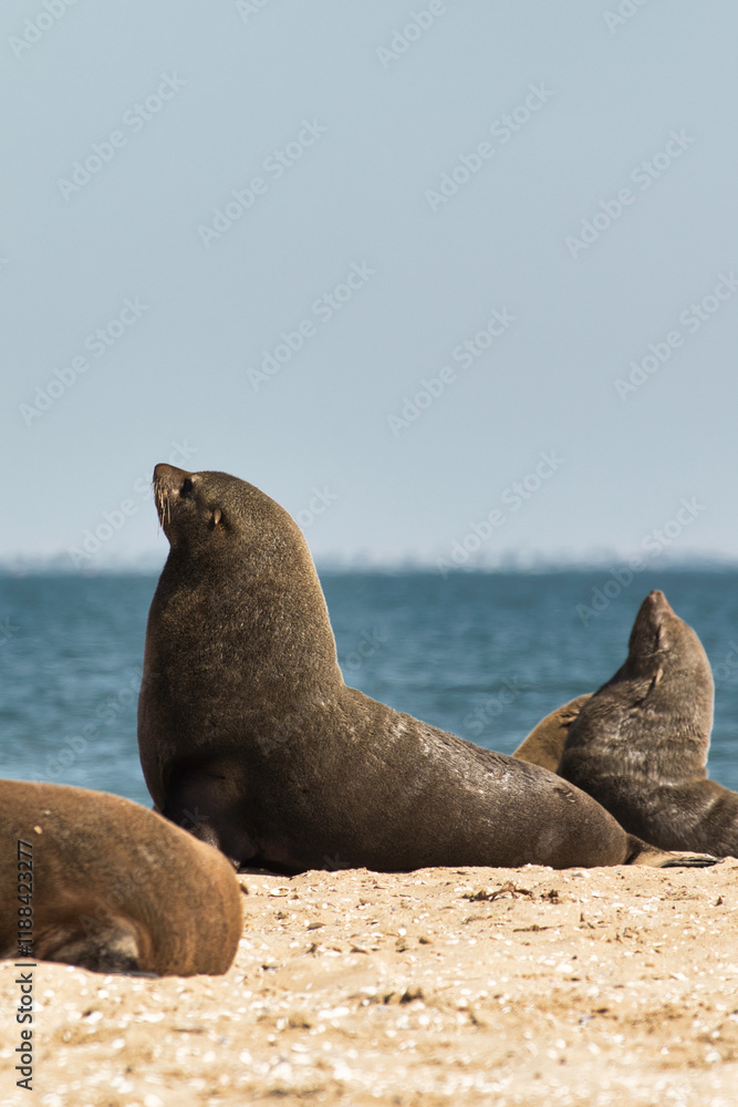Fototapeta premium Robbenkolonie bei Pelikanpoint Namibia Walfischbay