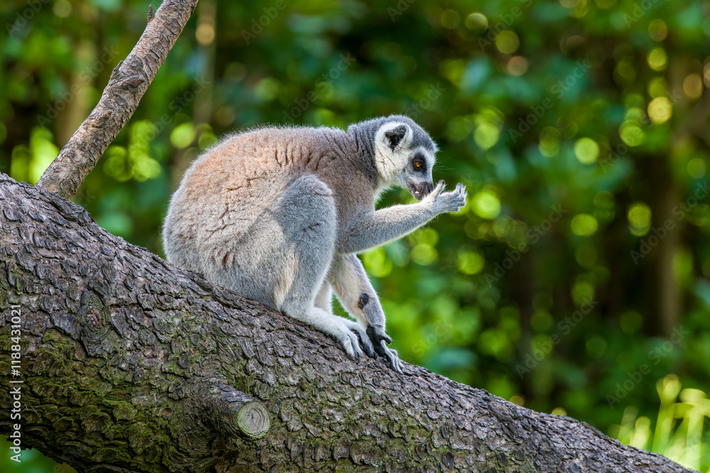 Fototapeta premium The long-tailed macaques in the forest.