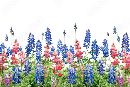 Premium Quality Visual of Field of Bluebonnets and Indian Paintbrush photo