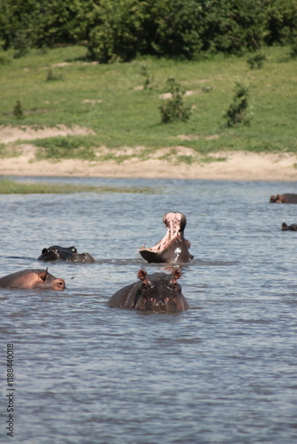 one hippo opening its mouth wide and big in the lake surrounded by more animals and a grass area