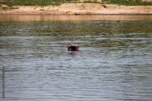 A single hippo in the river hiding only ears and eyes can be seen