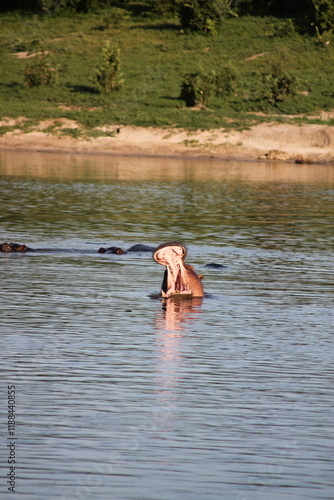 hippo in golden light opening its mouth 