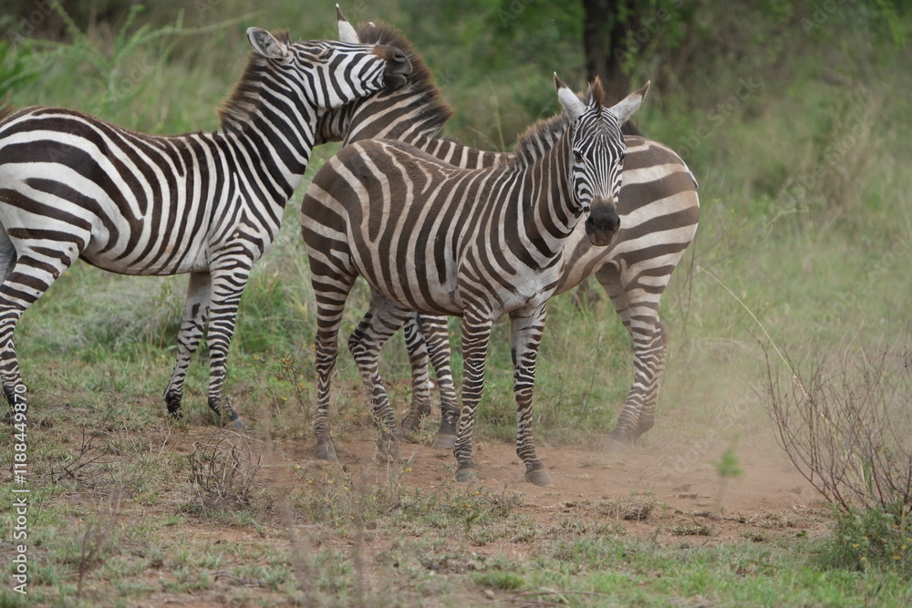 Fototapeta premium pair of zebras standing on the road of one of the highways in the serengeti national park, tanzania