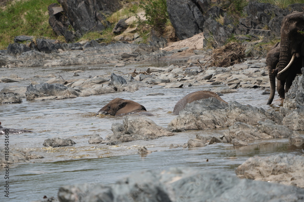Fototapeta premium two african elephants playing and drinking water in a hippo pool in the serengeti national park tanzania, 
