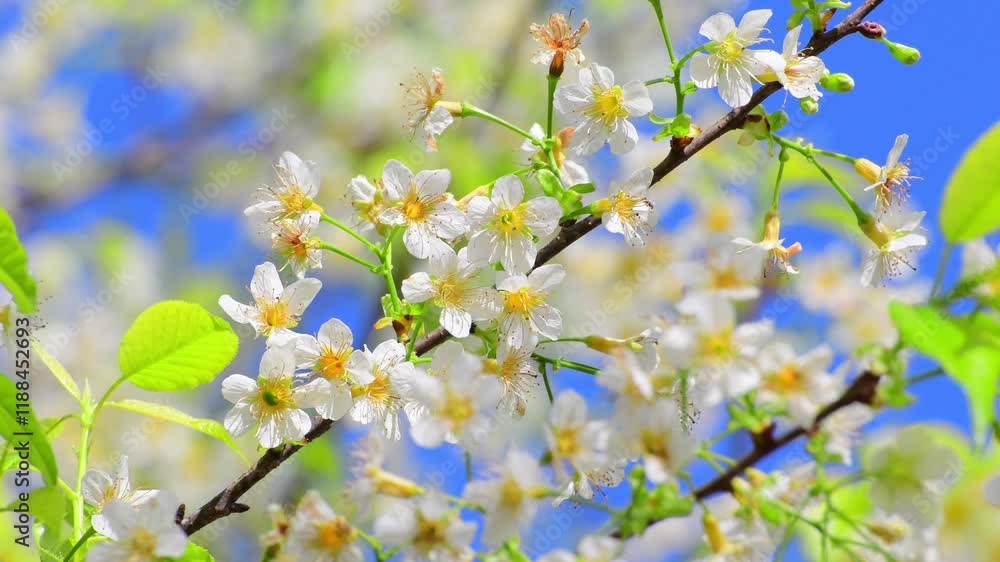 White cherry blossom on natural color background. White Sakura in spring time. White cherry blossom on natural color background. White Sakura in spring time.