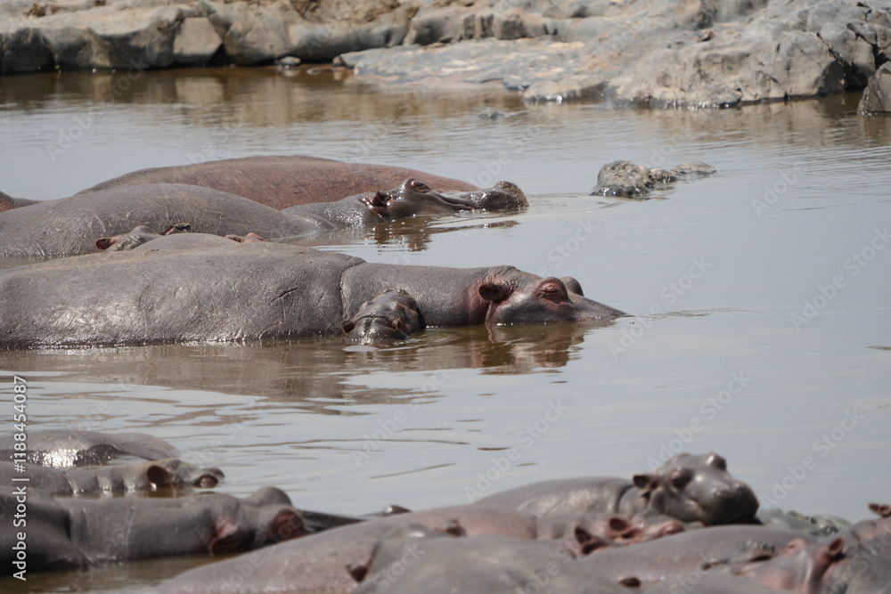 Fototapeta premium hippos huddled together in the hippo pool in serengeti national park tanzania