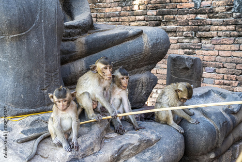 Macaques du temple Phra Prang Sam Yod à Lopburi photo