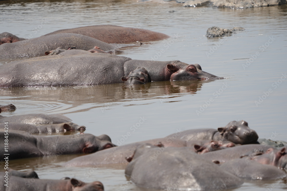 Fototapeta premium portrait wallpaper of hippos lounging in a hippo pool in the serengeti national park, behaviour and wildlife