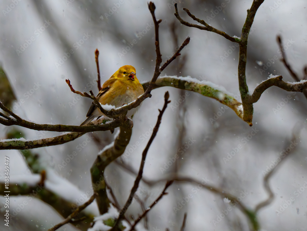 Fototapeta premium Male American goldfinch in winter plumage on a snowy day singing and calling 