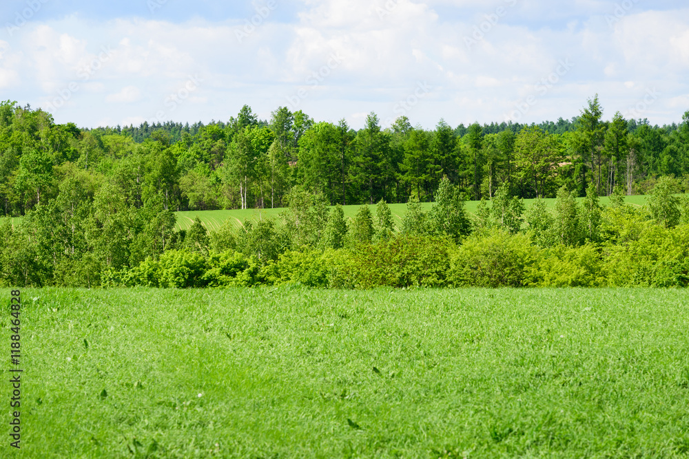 Obraz premium 春の富良野の風景