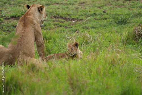 little lion cub sitting in the high grass next to its mother (back to the camera) in the serengeti national park tanzania