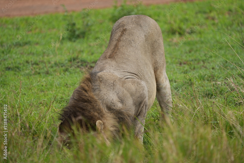 Fototapeta premium male lion stretching in the savannah of the serengeti national park tanzania
