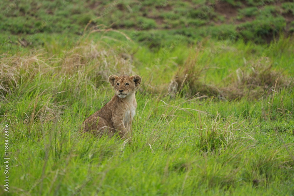 portrait of a cute lion cub sitting in the grass in the serengeti national park - young lion cub cute wallpaper portrait of a cute lion cub sitting in the grass in the serengeti national park - young lion cub cute wallpaper