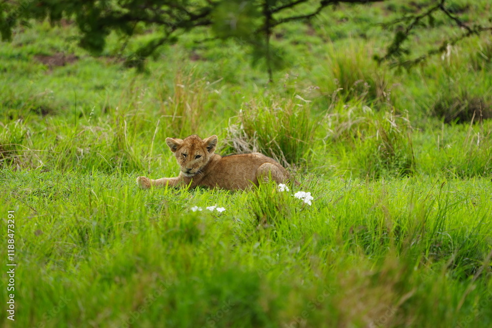 Adorable Lion Cub Resting in Lush Grass – Serengeti National Park, Tanzania Adorable Lion Cub Resting in Lush Grass – Serengeti National Park, Tanzania