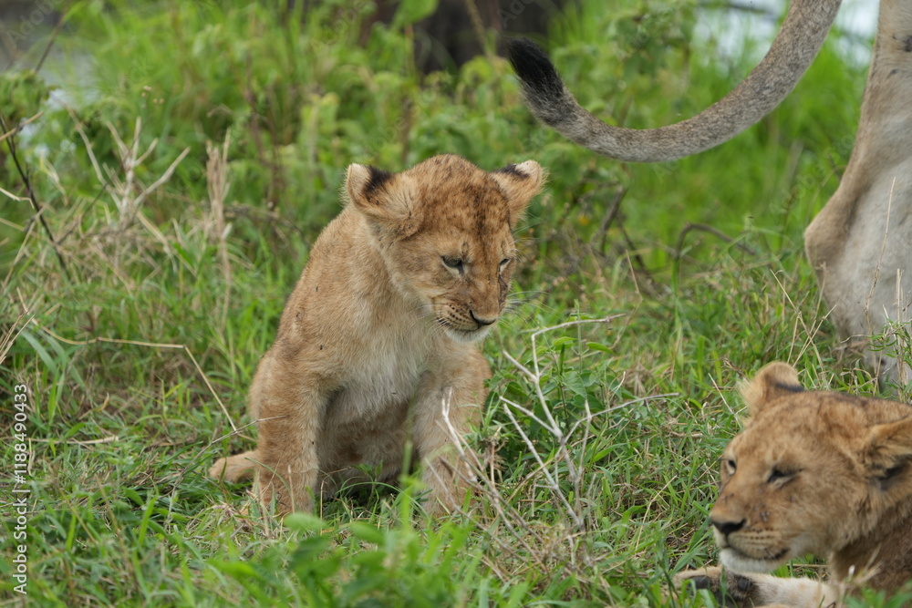lion cub sitting and observing the area around him in the serengeti national park tanzania lion cub sitting and observing the area around him in the serengeti national park tanzania