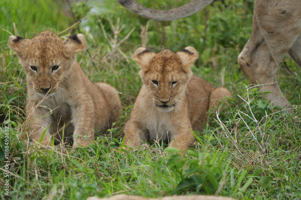 lion cub sitting and observing the area around him in the serengeti national park tanzania lion cub sitting and observing the area around him in the serengeti national park tanzania