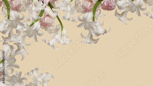 Hyacinth flower and pink background for design.