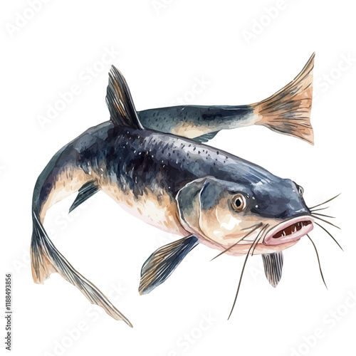 A watercolor vector painting of a catfish with barbels, isolated on a white background. Catfish with barbels vector.

