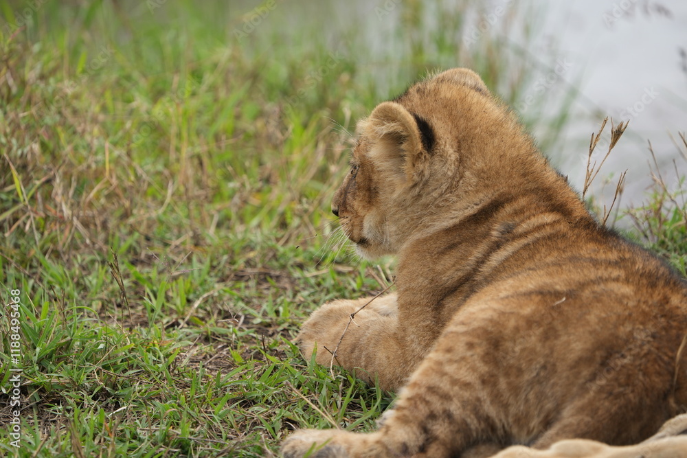 Obraz premium portrait of a lion cub laying in the grass of the serengeti national park tanzania wallpaper