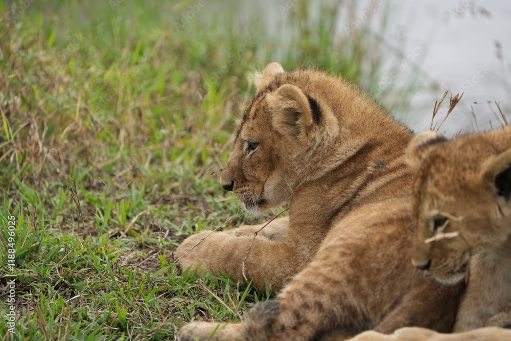 Naklejka premium portrait of a lion cub isolated young in the serengeti national park tanzania