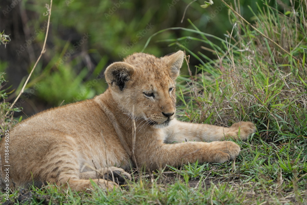 portrait of a lion cub isolated young in the serengeti national park tanzania portrait of a lion cub isolated young in the serengeti national park tanzania
